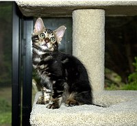 Leslie's Mowgli at 14 weeks old.  